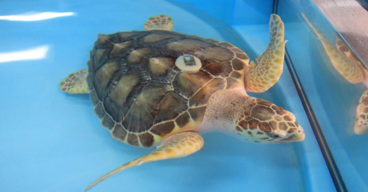 Sea Turtle Day at Gumbo Limbo